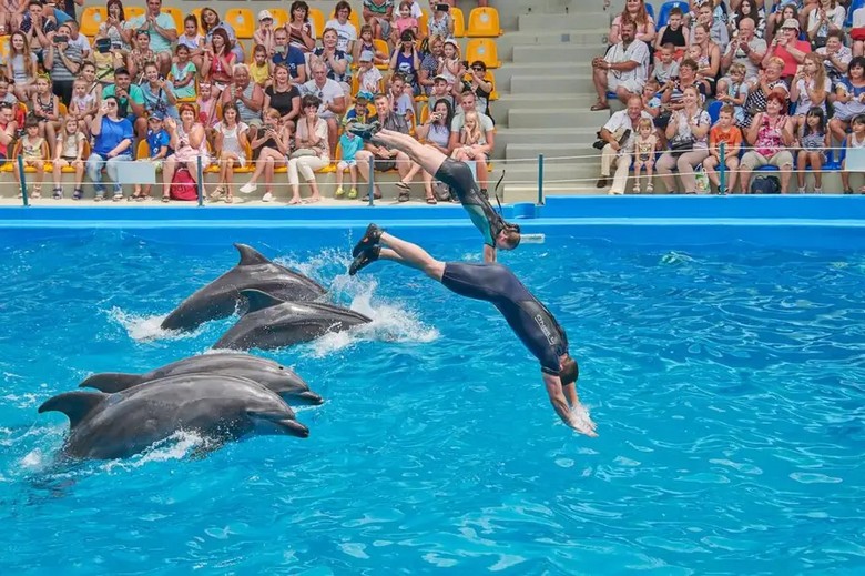 Khán giả xem show cá heo tại Marine Park Safari World