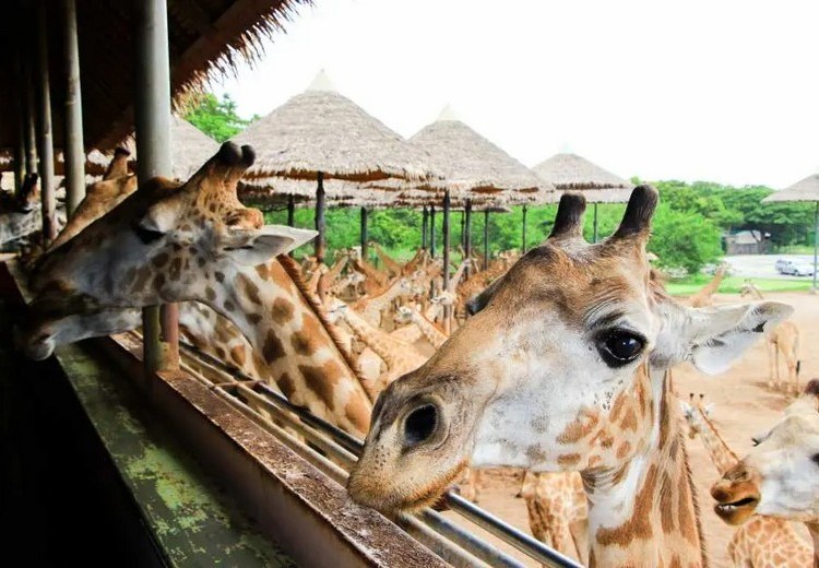 Du khách cho hươu cao cổ ăn tại Giraffe Terrace