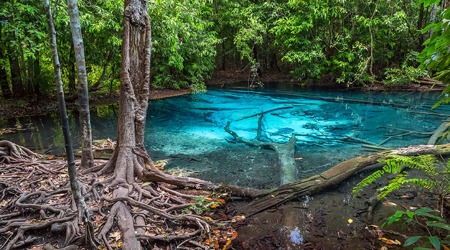 Lối đi gỗ xuyên rừng dẫn vào Emerald Pool