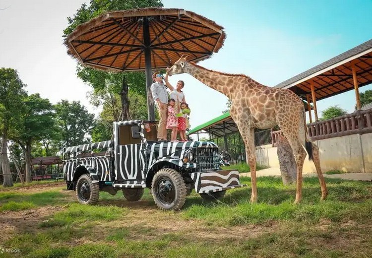 Hươu cao cổ đến gần xe trong khu Safari Park ở Safari World Bangkok