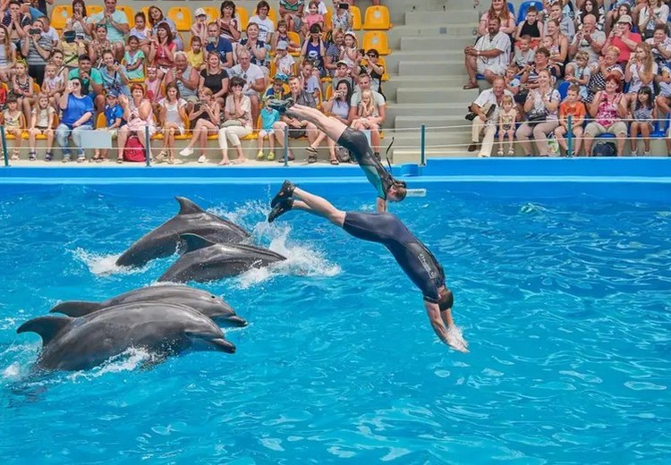 Khán giả xem show cá heo tại Marine Park Safari World
