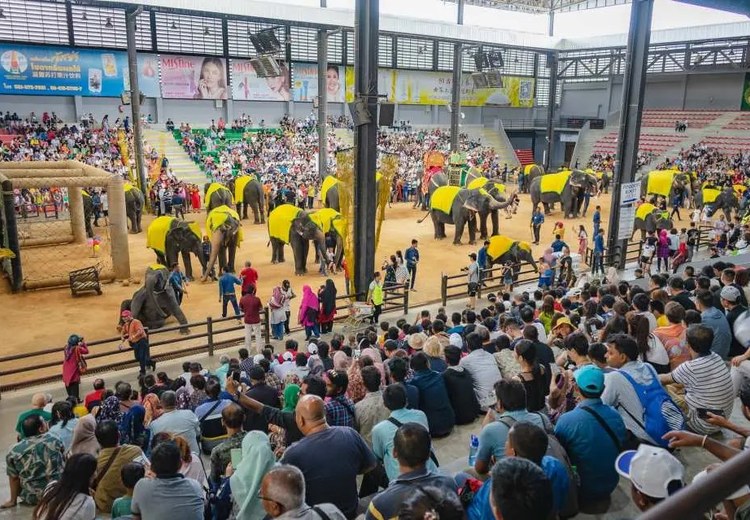 Show voi biểu diễn trước khán đài đông khách ở Nong Nooch